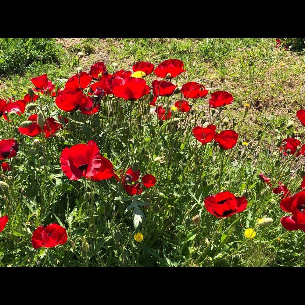 Meet your Posher, Christian